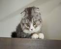 「上から見下ろす猫（スコティッシュフォールド）」のフリー写真素材